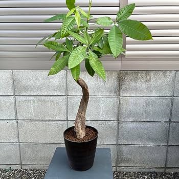 【ヒロ様　確認用】パキラ　ムーンライト　レモンライム　2種 ヒロ様 確認用】パキラ ムーンライト レモンライム 2種 - メルカリ